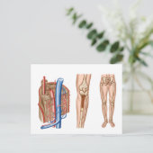 ヒト骨髄解剖学 ポストカード (スタンド正面)