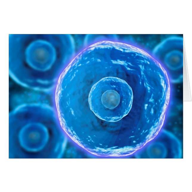 ヒトB細胞の顕微鏡的見解1 (正面横)