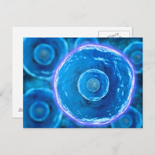 ヒトB細胞の顕微鏡的見解1 ポストカード (正面/裏面)