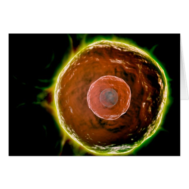 ヒトB細胞の顕微鏡的見解2 (正面横)