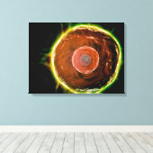 ヒトB細胞の顕微鏡的見解2 キャンバスプリント (インサイチュ (ウッドフロア))