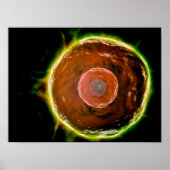 ヒトB細胞の顕微鏡的見解2 ポスター (正面)