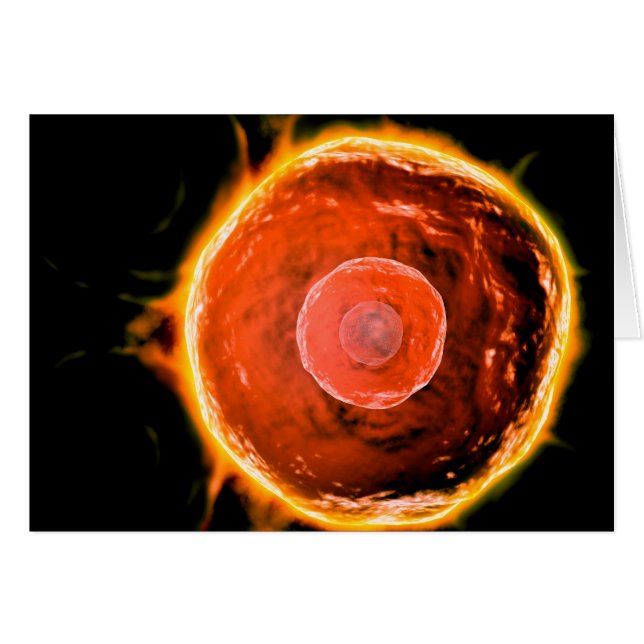 ヒトB細胞の顕微鏡的見解3 (正面横)