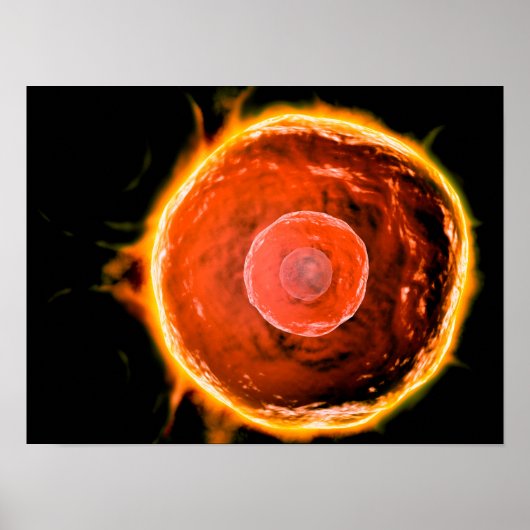 ヒトB細胞の顕微鏡的見解3 ポスター (正面)