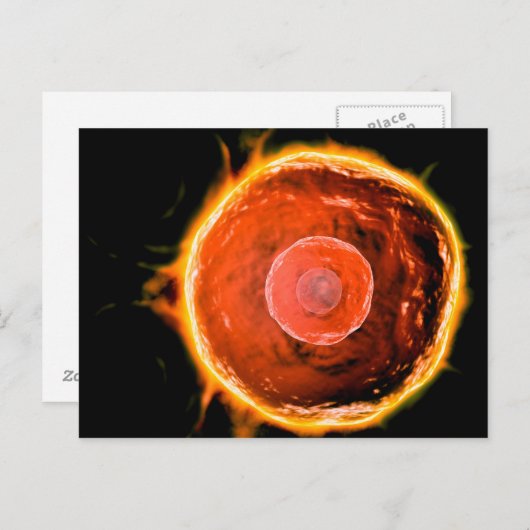 ヒトB細胞の顕微鏡的見解3 ポストカード (正面/裏面)