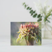 ヒドゥンジェム – エキナセア ポストカード (スタンド正面)