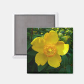 ヒドコテ海綿花 マグネット (正面/裏面)