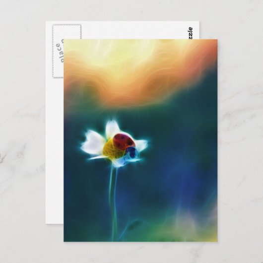 ヒナギク ポストカード (正面/裏面)