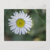 ヒナギク (Bellis perennis) 花 シーズンポストカード (正面)