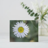 ヒナギク (Bellis perennis) 花 シーズンポストカード (スタンド正面)