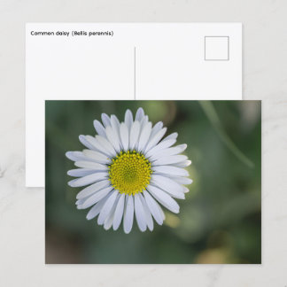 ヒナギク (Bellis perennis) 花 シーズンポストカード