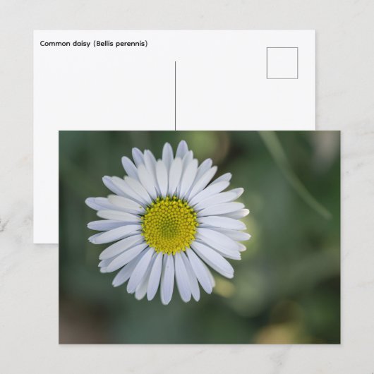 ヒナギク (Bellis perennis) 花 シーズンポストカード (正面/裏面)