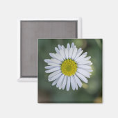 ヒナギク (Bellis perennis) 花 マグネット (正面/裏面)