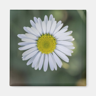ヒナギク (Bellis perennis) 花 マグネット