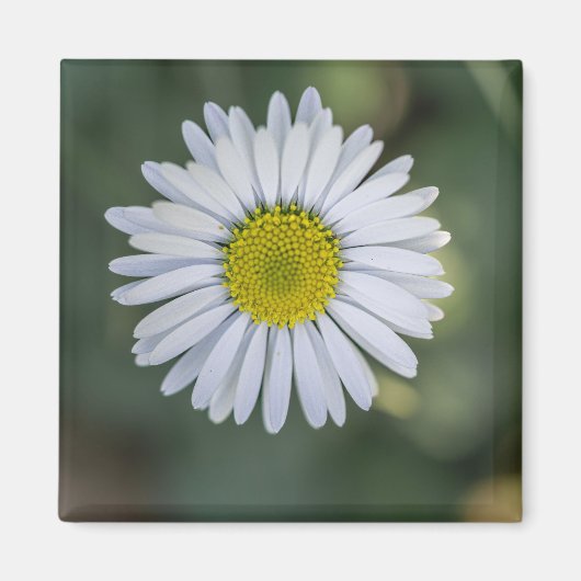 ヒナギク (Bellis perennis) 花 マグネット (正面)