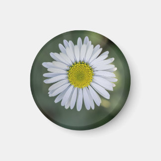 ヒナギク (Bellis perennis) 花 マグネット