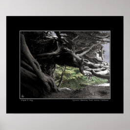 ヒノキのスケルトン – ポスター