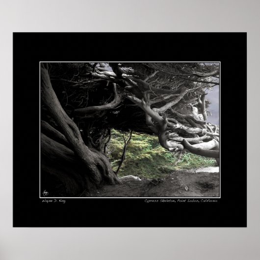 ヒノキのスケルトン – ポスター (正面)