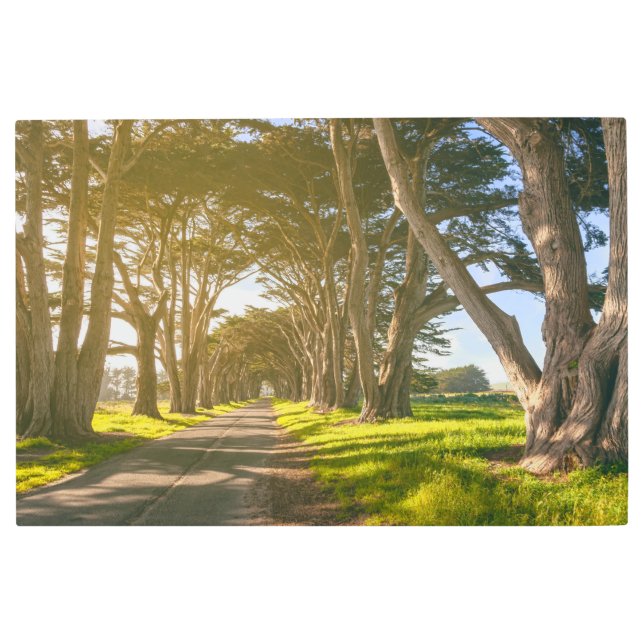 ヒノキのトンネル メタルプリント (正面)