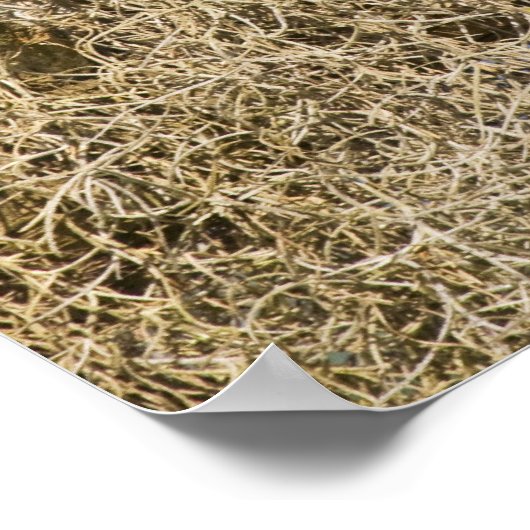 ヒノキの木に覆われた有刺フクロウ ポスター (角)