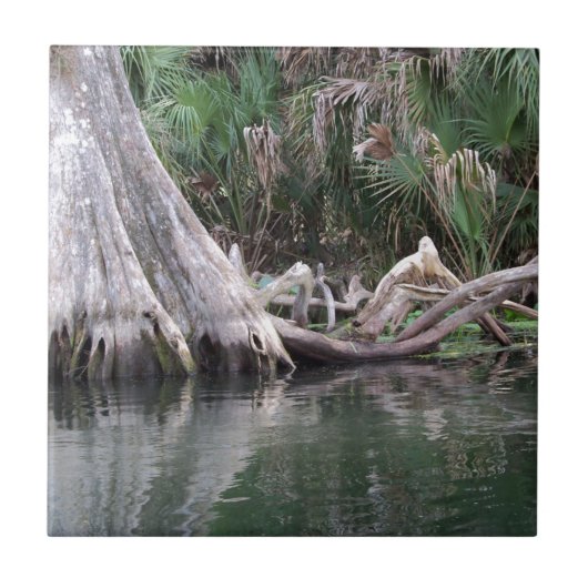 ヒノキの木の膝を反射 タイル (正面)