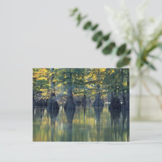 ヒノキの禿 |イリノイ州ホースシューレイク ポストカード (スタンド正面)