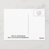 ヒノキの葉書 ポストカード (裏面)