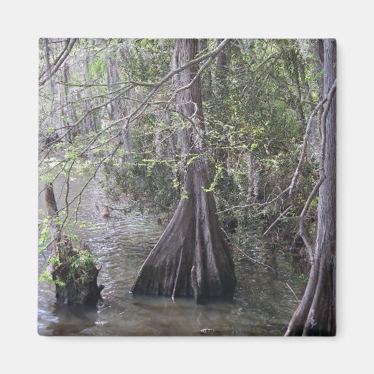 ヒノキ磁石 マグネット (正面)