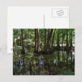 ヒノキ2 ポストカード (正面/裏面)