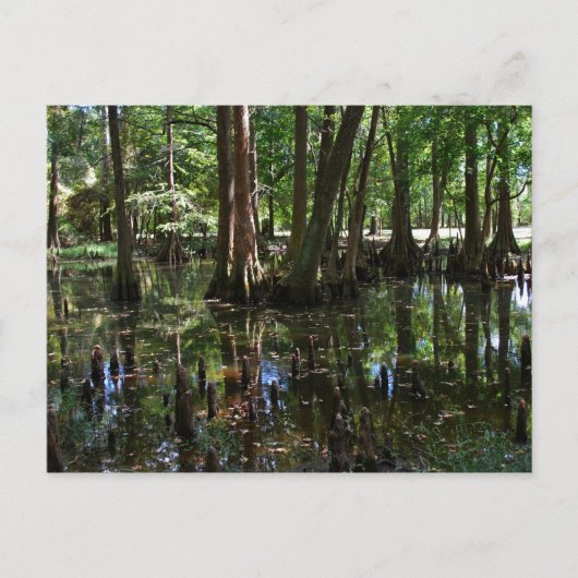 ヒノキ2 ポストカード (正面)