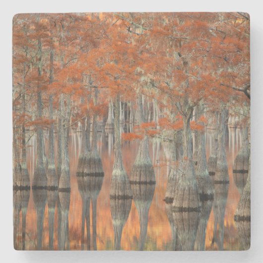 ヒノキ|ジョージ·スミス·州·パーク（ジョージア） ストーンコースター (正面)