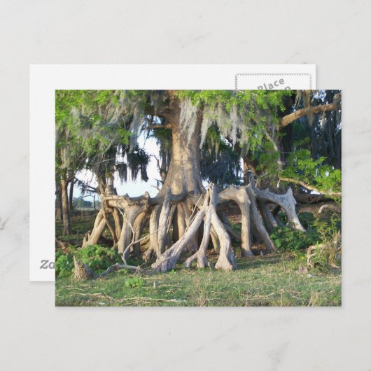 ヒノキ ポストカード (正面/裏面)