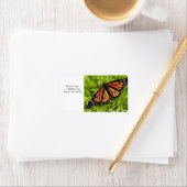 ヒノキ（昆虫）オオカバマダラ、モナーク ラベル (インサイチュ)