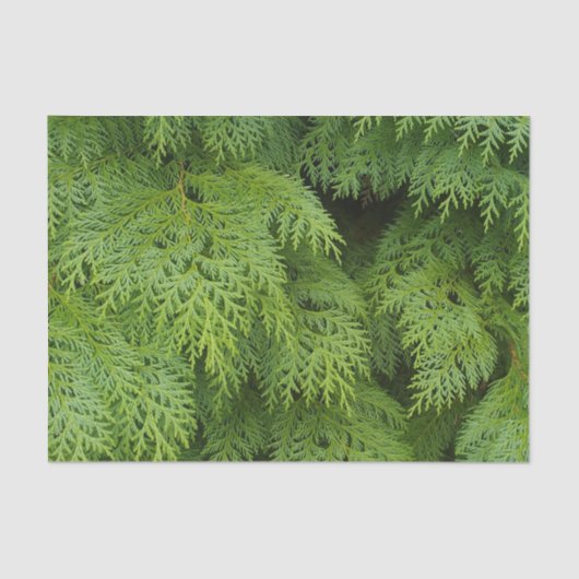 ヒノキ 薄葉紙 (正面)