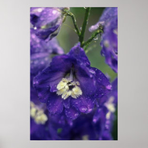 ヒノキ(Delphinium Hybride)花 ポスター