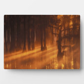 ヒノキ | George Smith州パーク フォトプラーク (正面)