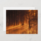 ヒノキ | George Smith州パーク ポストカード (正面/裏面)