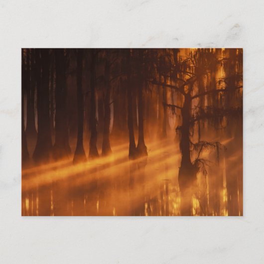 ヒノキ | George Smith州パーク ポストカード (正面)