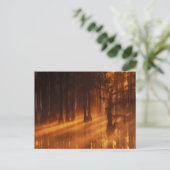 ヒノキ | George Smith州パーク ポストカード (スタンド正面)