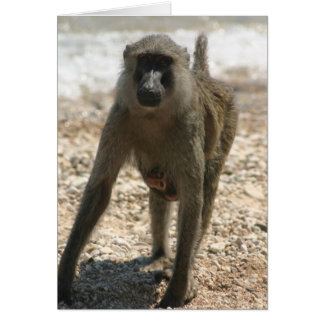 ヒヒおよびベビー