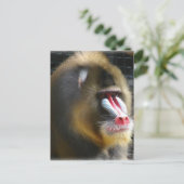 ヒヒの郵便はがき ポストカード (スタンド正面)