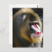 ヒヒの郵便はがき ポストカード (正面/裏面)