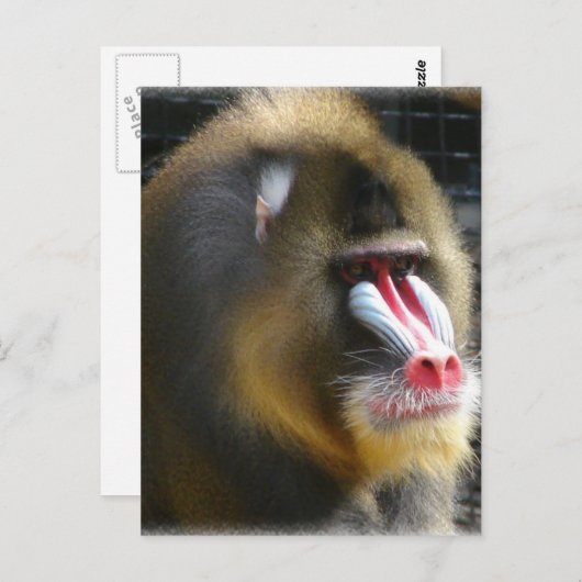 ヒヒの郵便はがき ポストカード (正面/裏面)