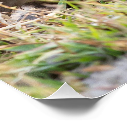 ヒヒ ポスター (コーナー)