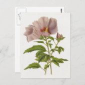 ヒビスカス ポストカード (正面/裏面)