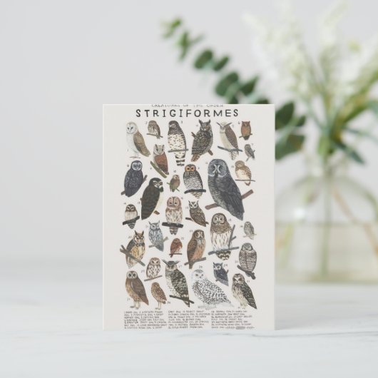 ヒブス ポストカード (スタンド正面)