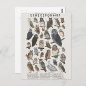 ヒブス ポストカード (正面/裏面)