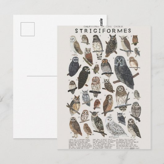 ヒブス ポストカード (正面/裏面)