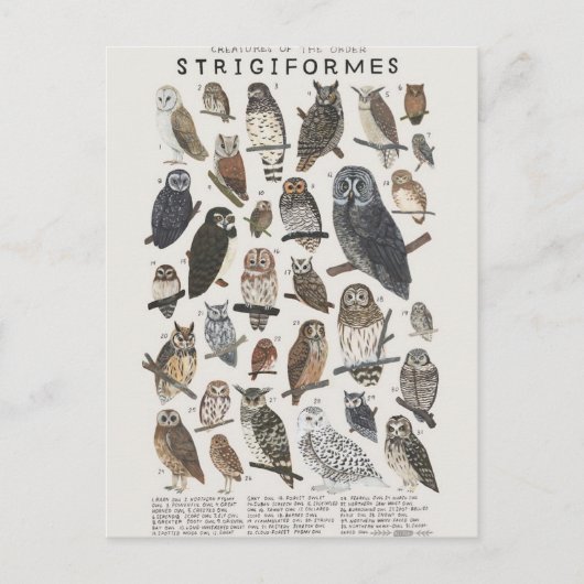 ヒブス ポストカード (正面)