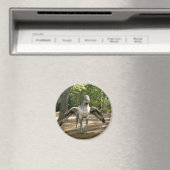 ヒポグリフ マグネット (インサイチュ (食洗機))